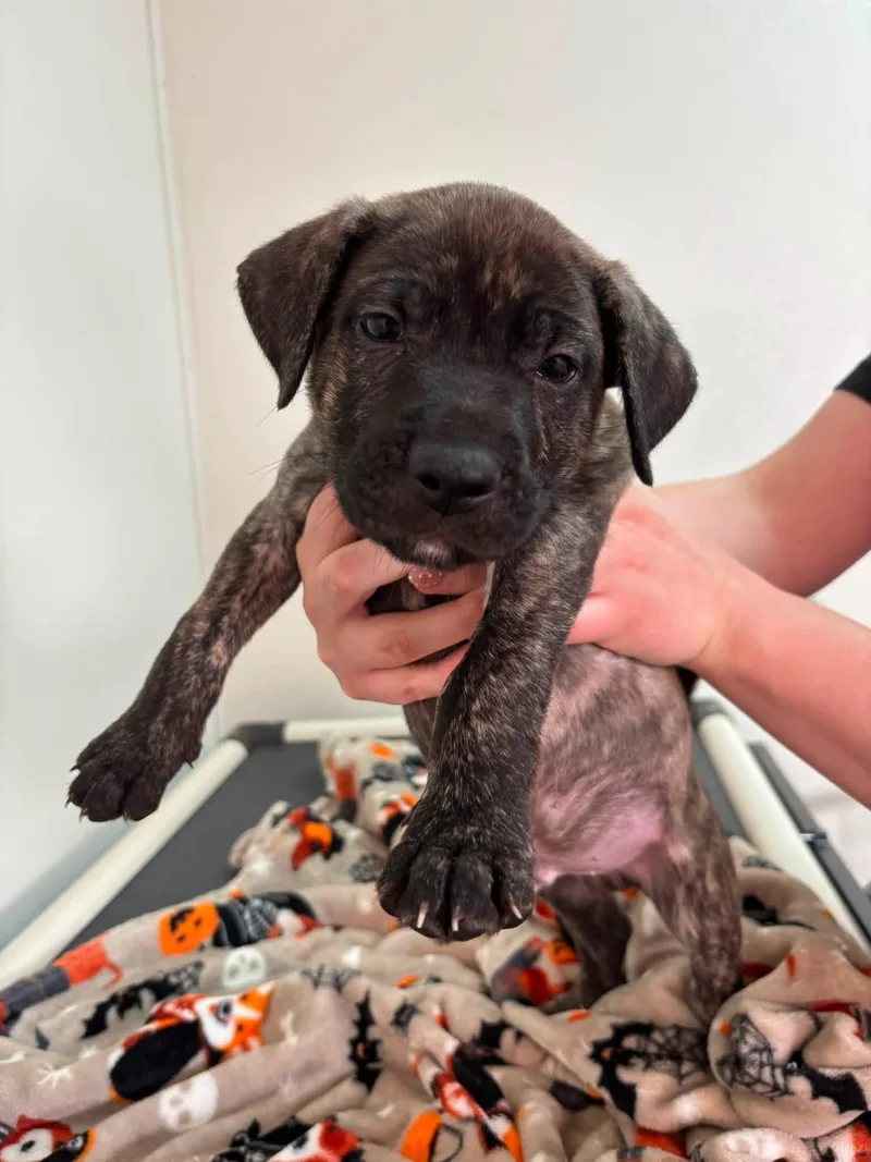 A baby medium-sized male Brindle Mixed Breed dog named Pine for adoption in Jamestown, ND