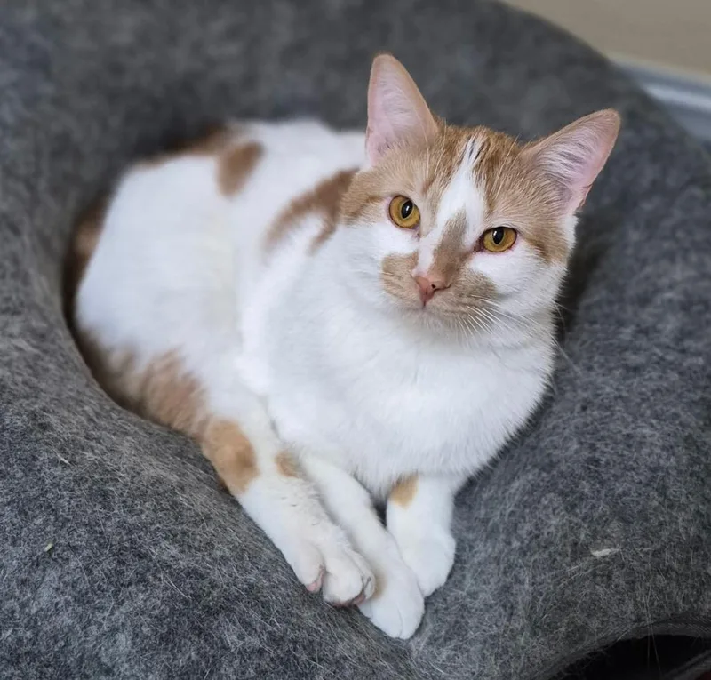 An adult medium-sized male Orange & White Domestic Short Hair cat named Oscar for adoption in Tomah, WI
