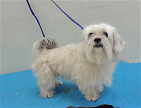 An adult small-sized male Shih Tzu dog named Benjamin for adoption in Houston, TX