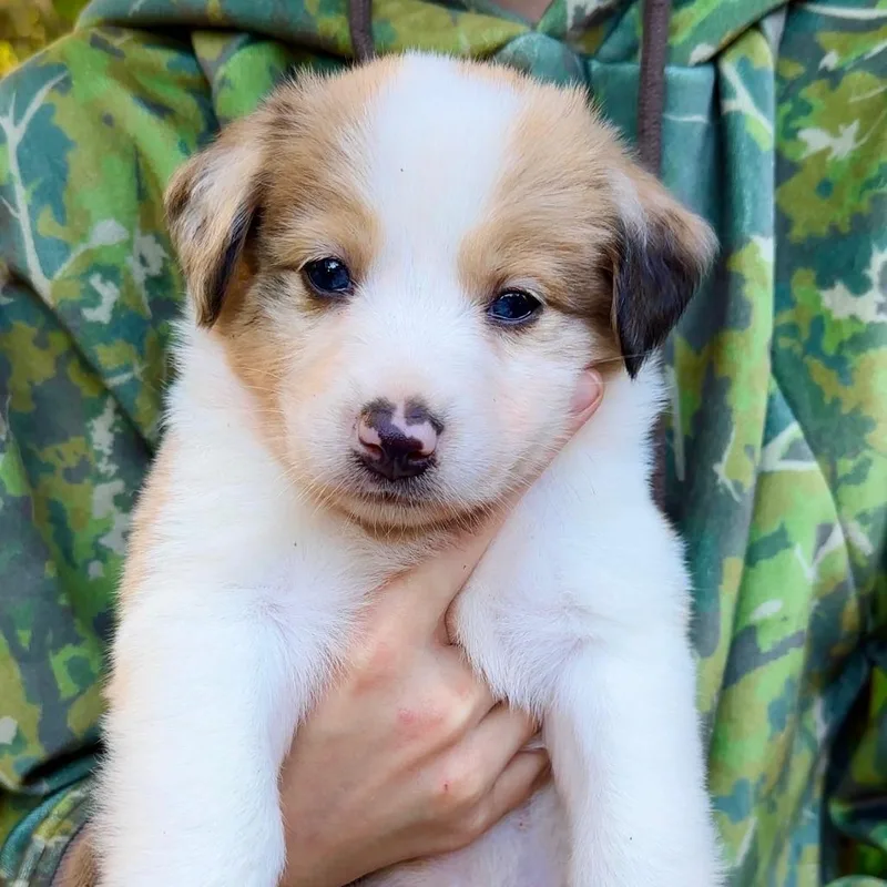 A baby small-sized female Red / Chestnut / Orange Australian Shepherd dog named CT Maze avail Oct for adoption in Stormville, NY