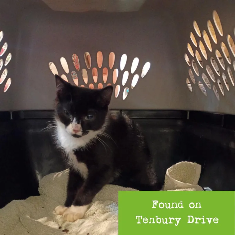 A baby small-sized male Black Domestic Short Hair cat named Andy for adoption in Lynchburg, VA