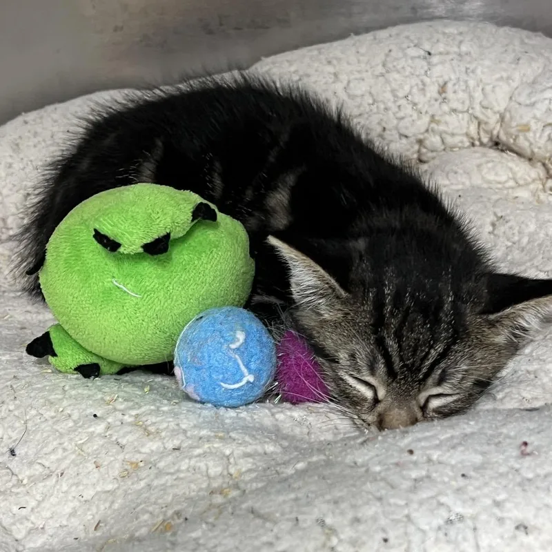 A baby small-sized male Brown / Chocolate Domestic Short Hair cat named Bud for adoption in Baltimore, MD