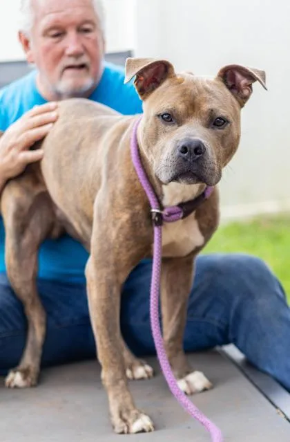 An adult large-sized male Mixed Breed dog named Raco for adoption in Chamblee, GA