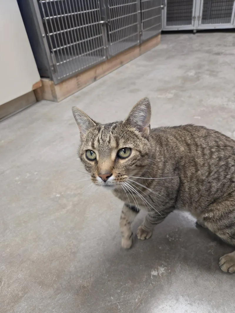 An adult large-sized male Tabby (Brown / Chocolate) Domestic Short Hair cat named Tracker for adoption in Chilton, WI