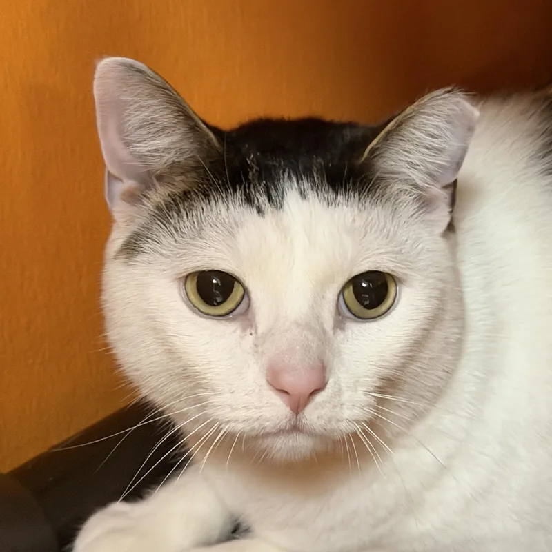 An adult medium-sized male White Domestic Short Hair cat named Leo for adoption in Elyria, OH