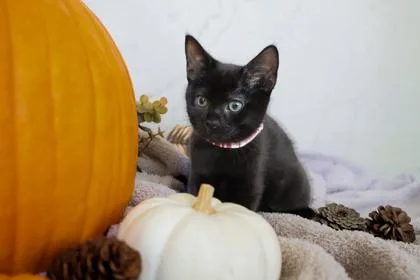 A baby small-sized female Domestic Short Hair cat named Monica for adoption in Cumming, GA