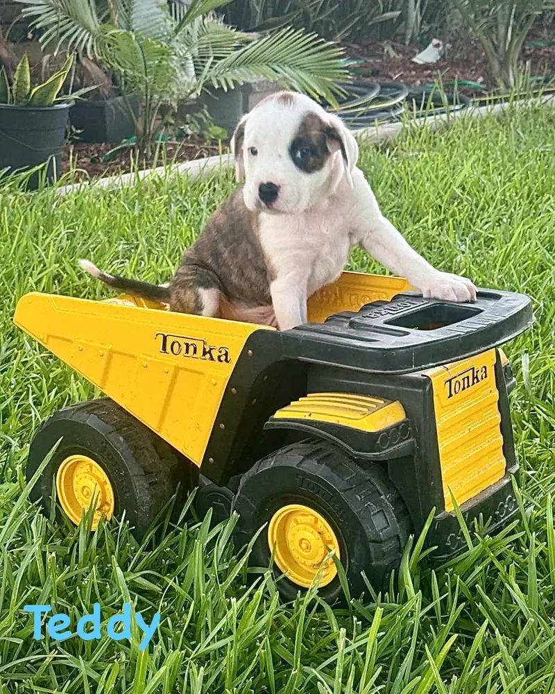 A baby large-sized male Boxer dog named Bear Litter Teddy for adoption in Monticello, NY