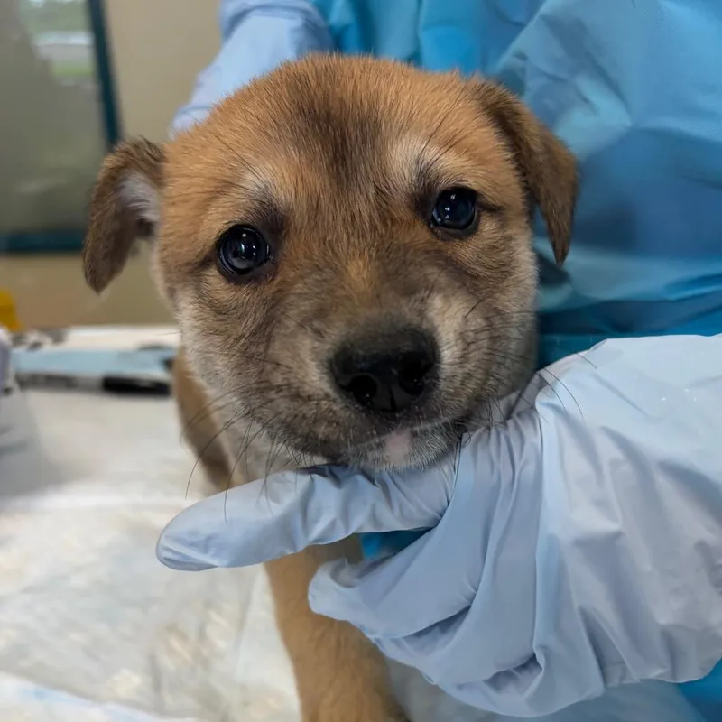 A baby small-sized male Yellow / Tan / Blond / Fawn Australian Shepherd dog named Gershwin for adoption in Nashville, TN