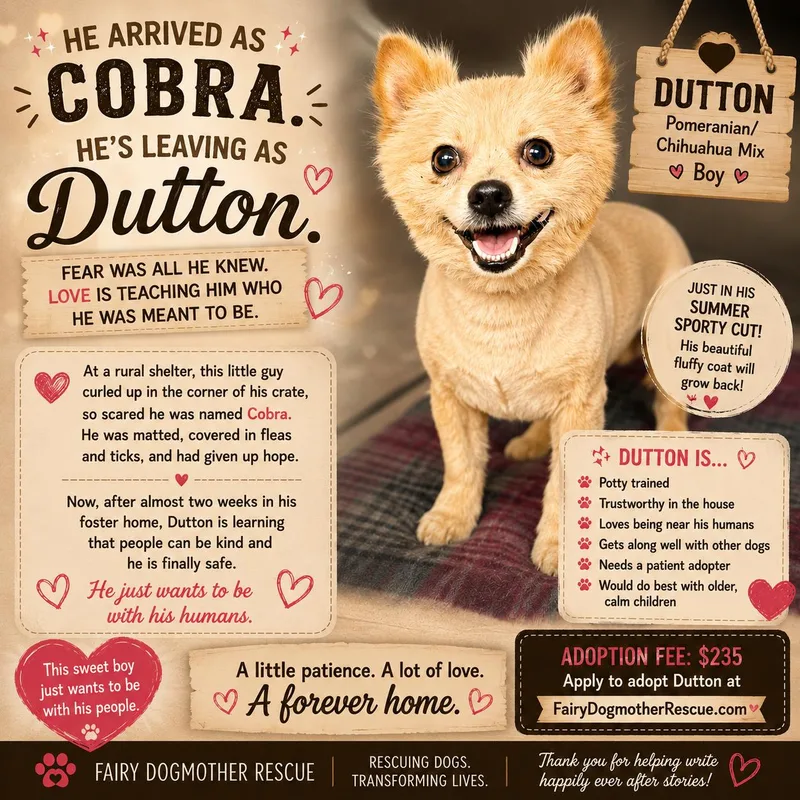 An adult small-sized male Apricot / Beige Pomeranian dog named Dutton for adoption in Yukon, OK