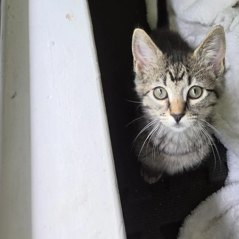 A baby medium-sized female Tabby (Brown / Chocolate) Domestic Short Hair cat named Brooke for adoption in Fort Oglethorpe, GA