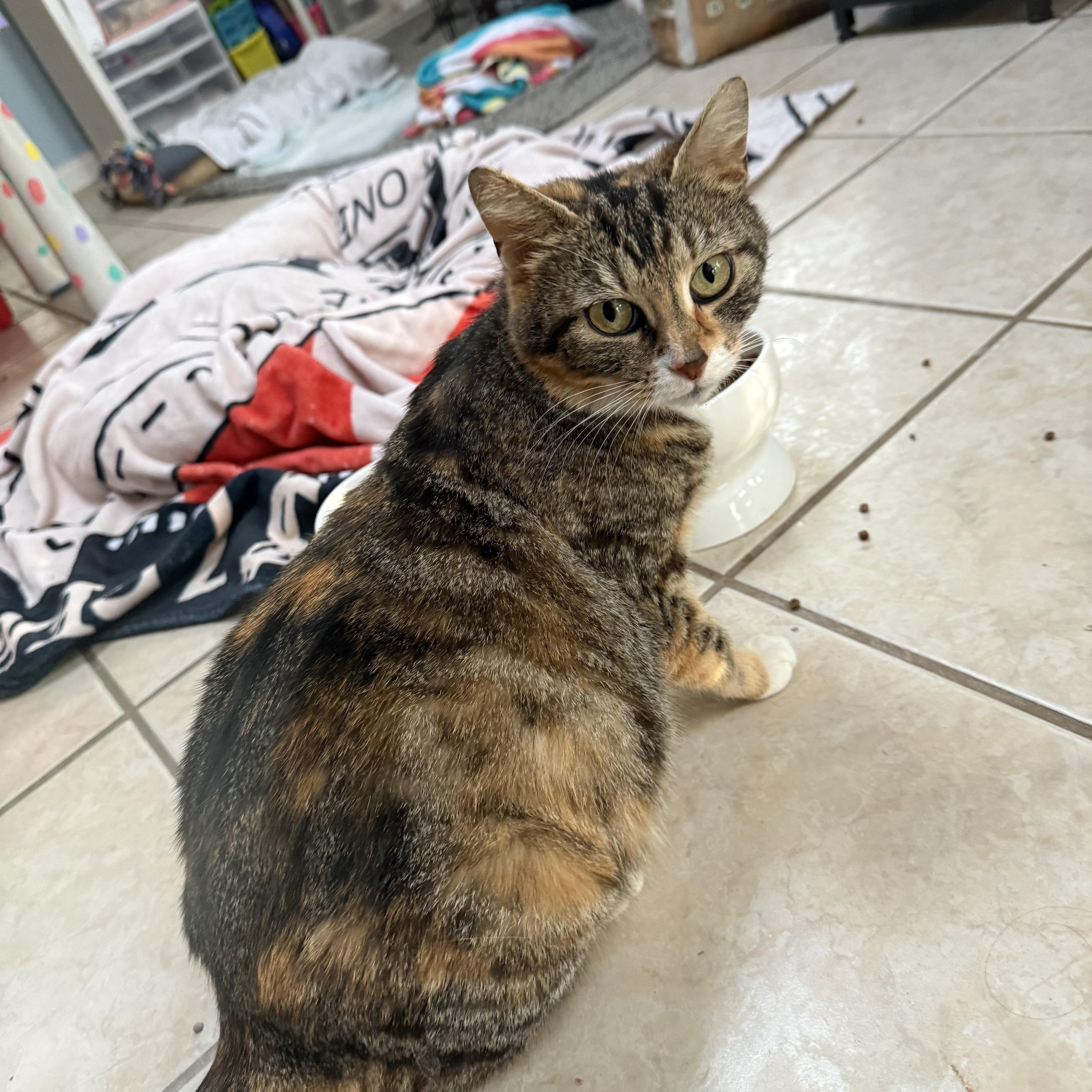 A young medium-sized female Calico cat named Callie for adoption in Murray, KY