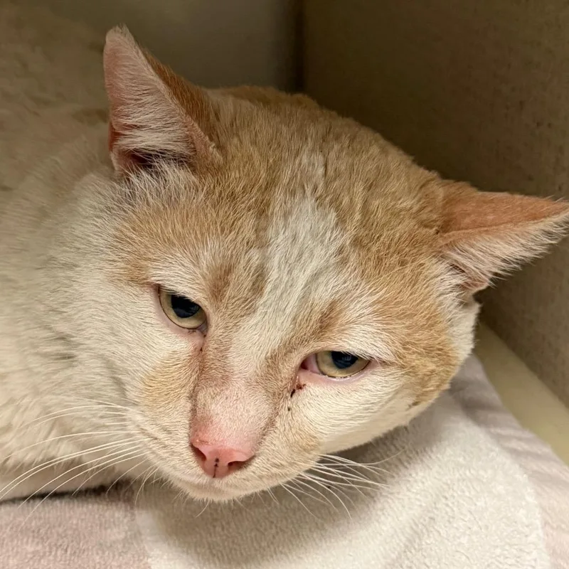 An adult large-sized male Orange / Red Domestic Short Hair cat named Creamsickle for adoption in Kanab, UT