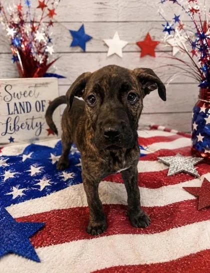 A baby large-sized female Mixed Breed dog named Indie for adoption in Bloomsburg, PA