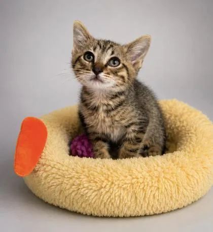 A young small-sized male Domestic Short Hair cat named Nelson for adoption in Bowling Green, KY