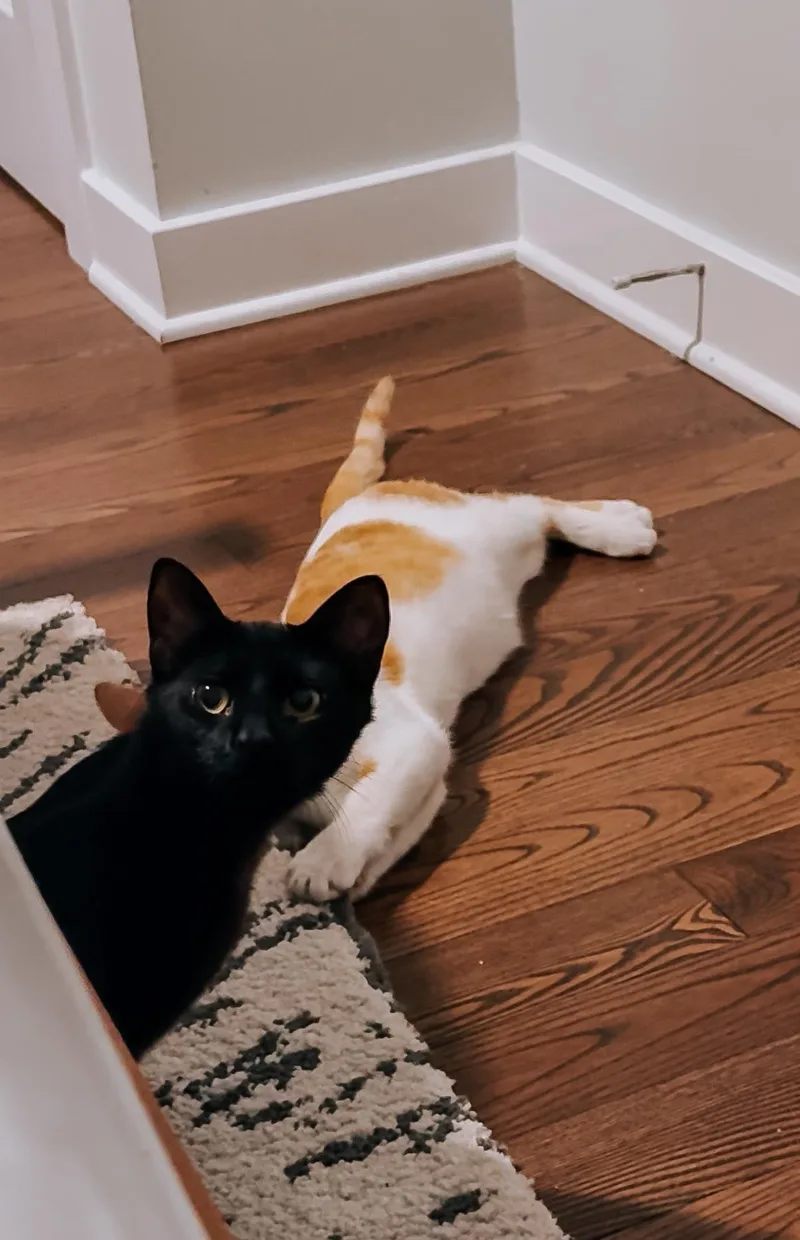 Atlas & Chipotle thumbnail 2