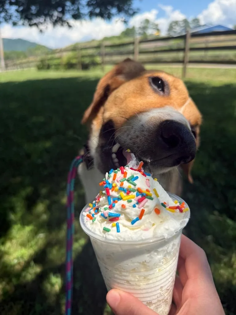 Buttercup thumbnail 4
