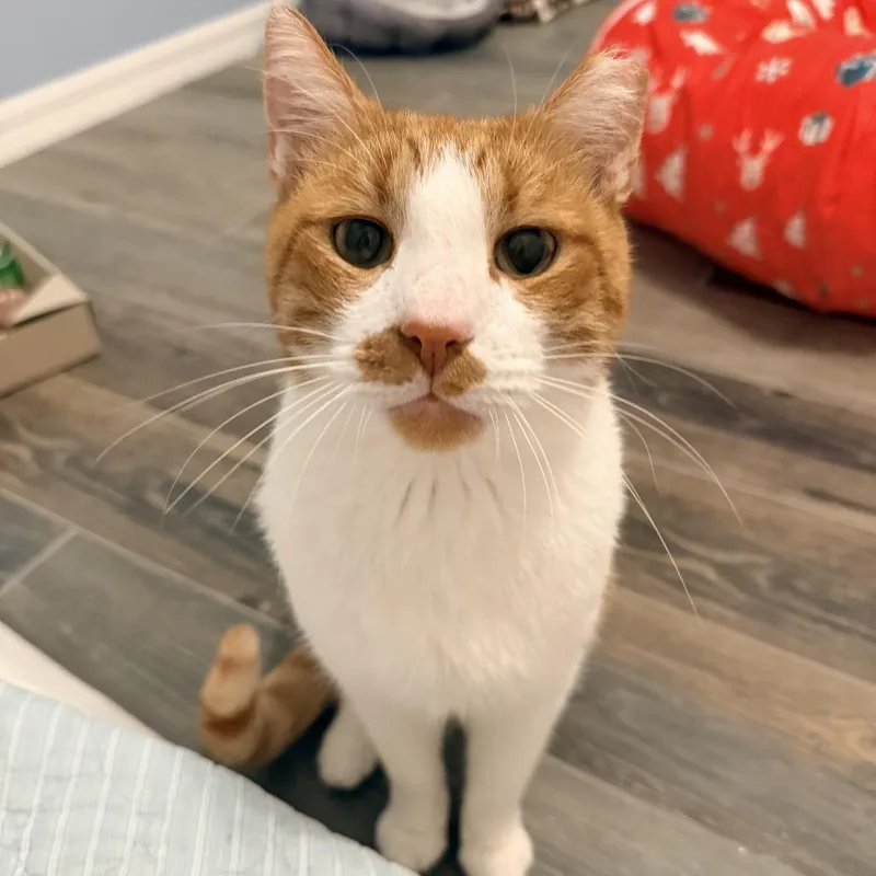 An adult small-sized male Orange / Red Domestic Short Hair cat named Sherbet for adoption in Titusville, FL