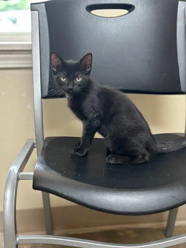 A young medium-sized male Black Domestic Short Hair cat named Arlo for adoption in Marshall, TX