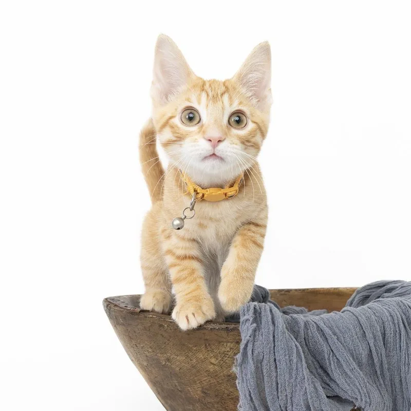 A baby small-sized male Orange / Red Domestic Short Hair cat named Ferdinand for adoption in Franklin, TN
