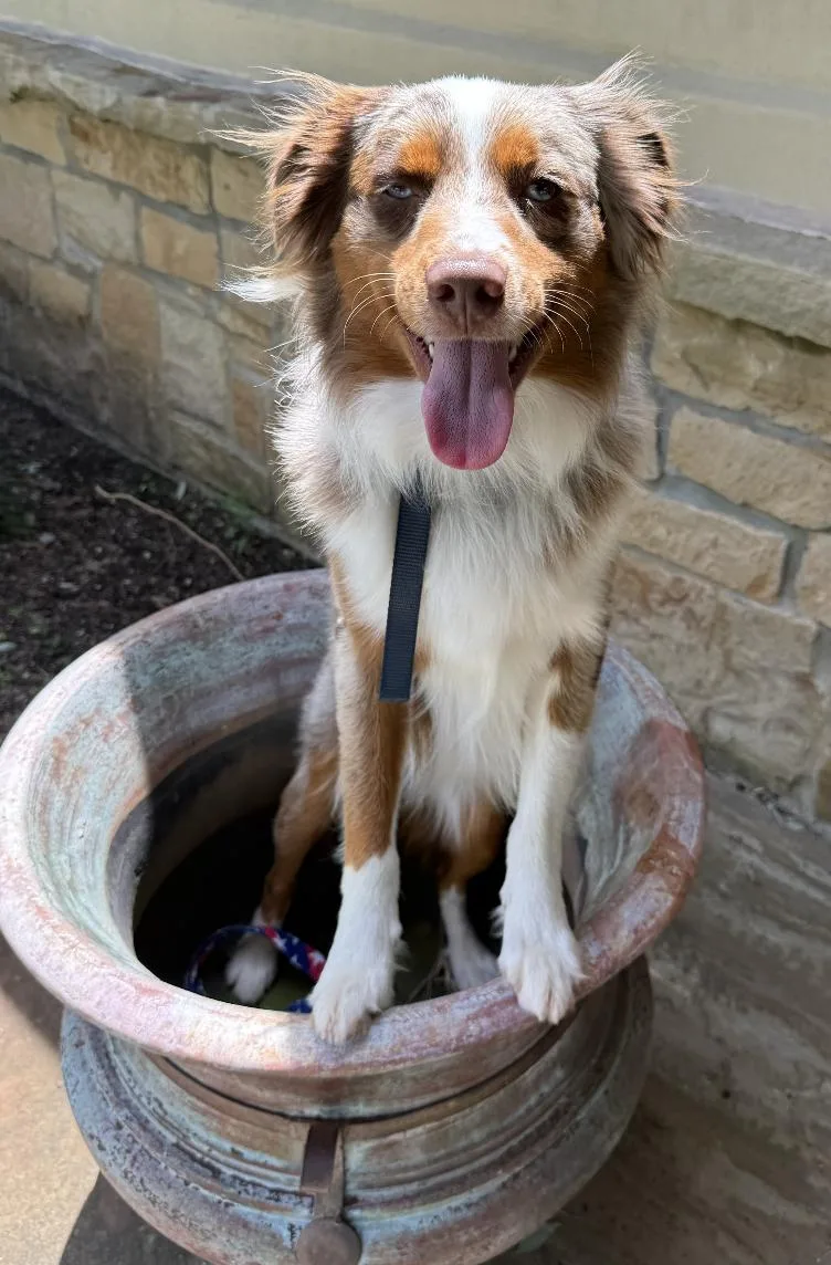 A young medium-sized male Australian Shepherd dog named Gunthergunner for adoption in Arlington, TX