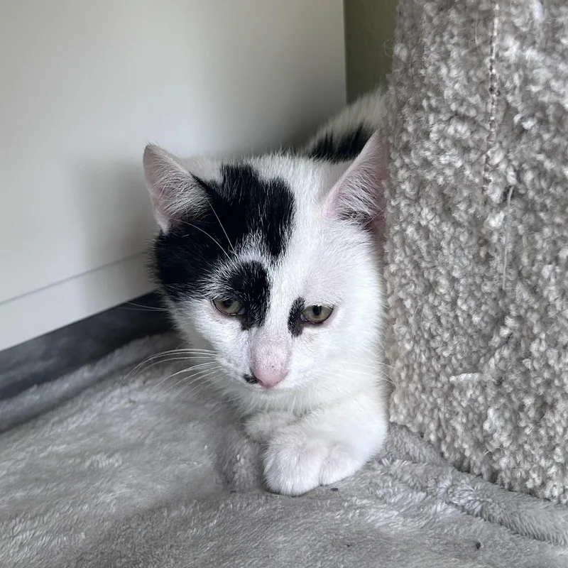 A baby medium-sized male Black & White / Tuxedo Domestic Short Hair cat named Calvin for adoption in Yardley, PA