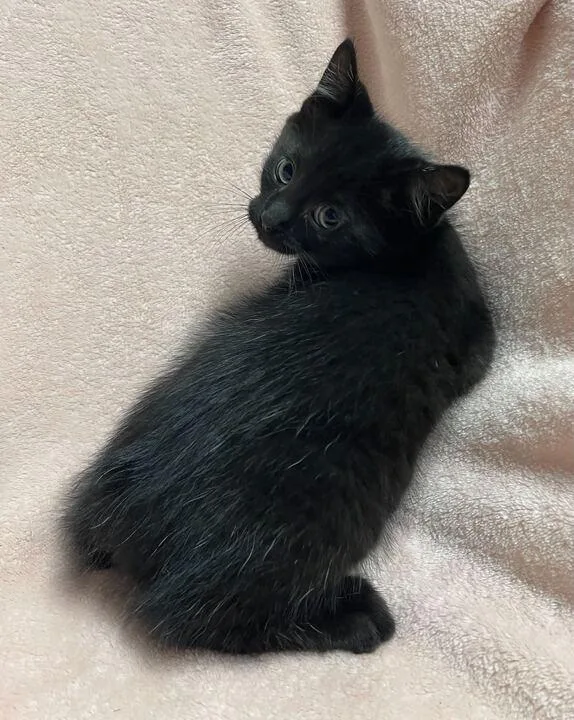 A baby small-sized male Domestic Short Hair cat named Metallica for adoption in Jackson, MI