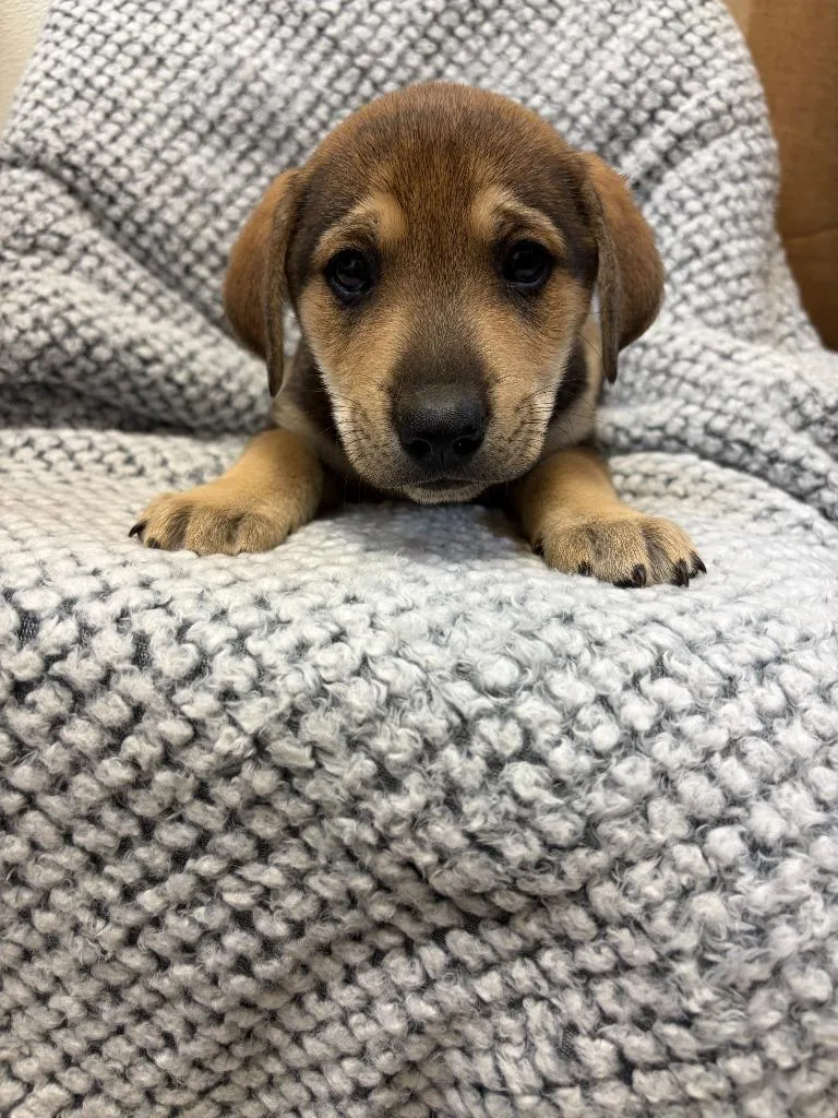 A baby medium-sized male Beagle dog named Ginger for adoption in Clinton, SC