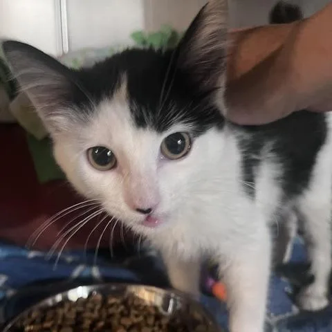 A young small-sized female Domestic Short Hair cat named Jane Eyre for adoption in St. Louis, MO