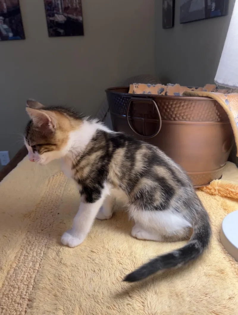 A baby small-sized male Tabby (Brown / Chocolate) Domestic Medium Hair cat named Oliver for adoption in Hillsboro, TX