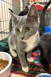 A baby medium-sized female Gray & White Domestic Short Hair cat named Sunflower for adoption in Mason City, IA
