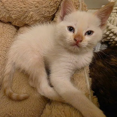 A baby medium-sized male Cream / Ivory Siamese cat named Helios for adoption in Sacramento, CA