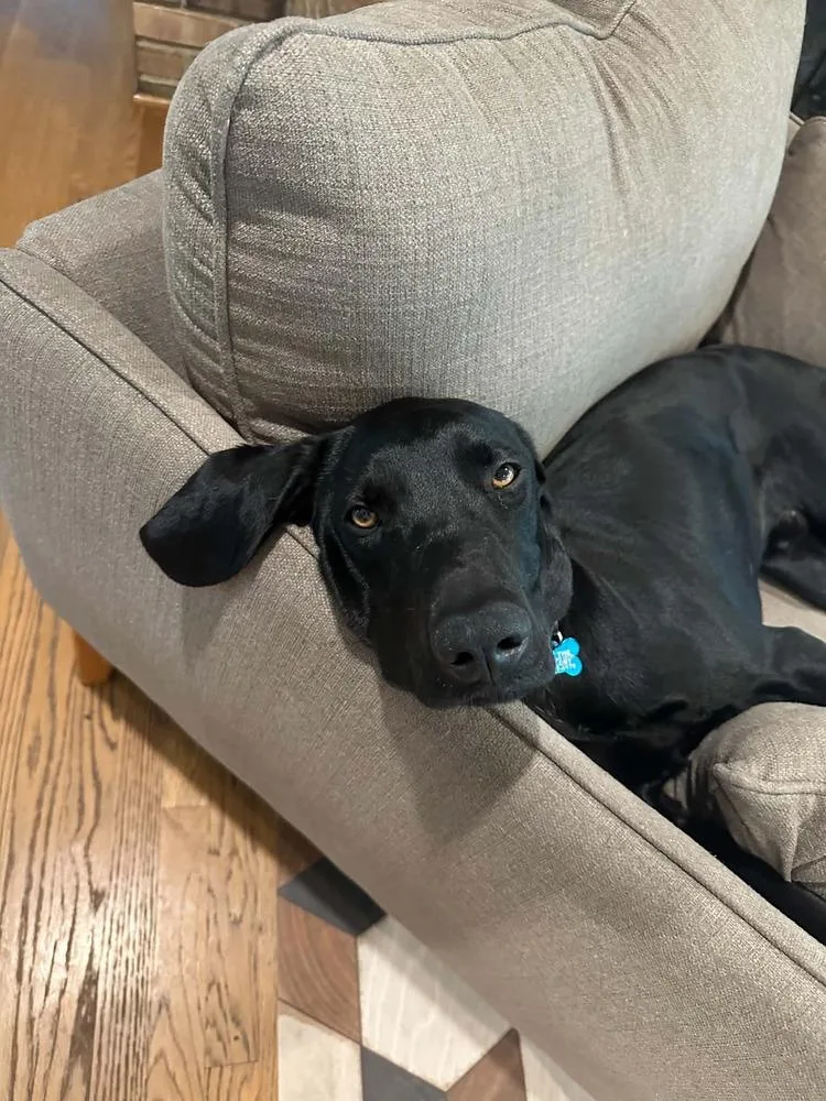 An adult large-sized male Hound dog named Willie for adoption in Columbus, OH