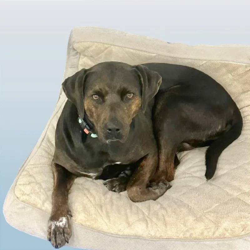 An adult large-sized female Brindle Labrador Retriever dog named Dottie for adoption in Washington, DC