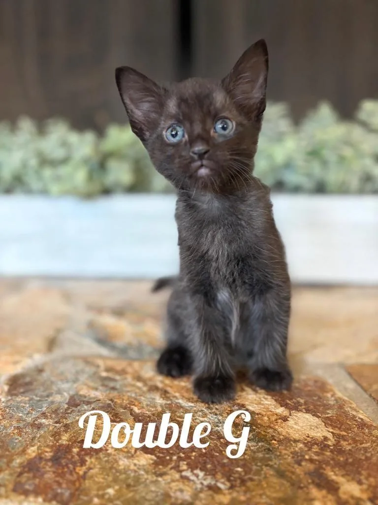 A baby small-sized male Domestic Short Hair cat named Double G for adoption in Sebastian, FL
