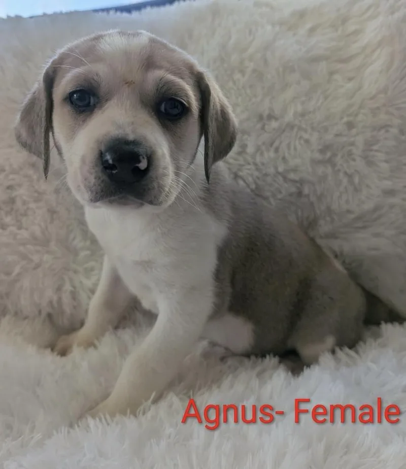 A baby large-sized female Great Pyrenees dog named Agnus for adoption in Cheektowaga, NY