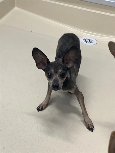 A senior small-sized female Chihuahua dog named Ella for adoption in Tucson, AZ