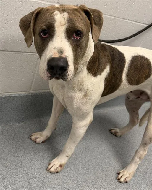 A young large-sized male Cane Corso dog named Moo for adoption in Indianapolis, IN