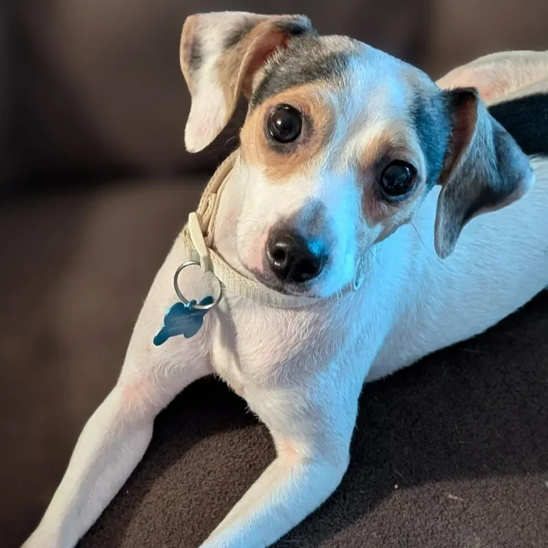 October Daphne thumbnail 2