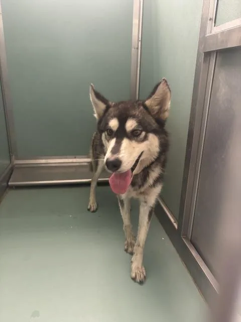 An adult medium-sized female Siberian Husky dog named Ginger for adoption in Moreno Valley, CA