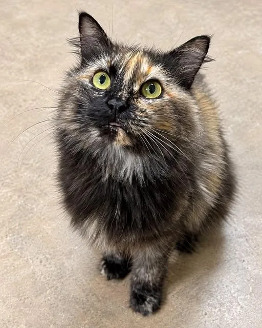 A senior medium-sized female Domestic Long Hair cat named Briar for adoption in Cochran, GA