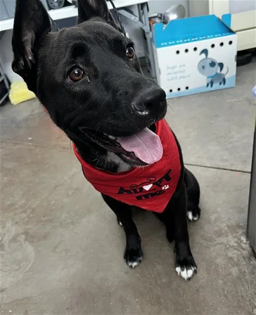 An adult large-sized female Mixed Breed dog named Sarah for adoption in Dallas, TX