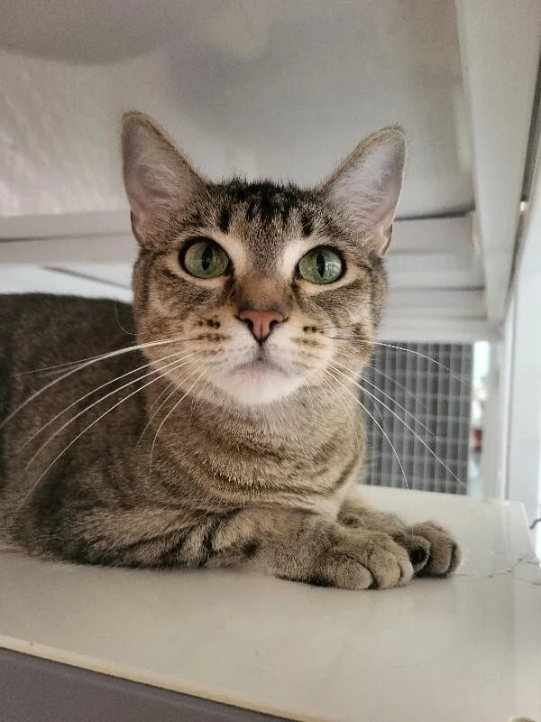 An adult medium-sized female Domestic Short Hair cat named Sonder for adoption in Diamond Springs, CA