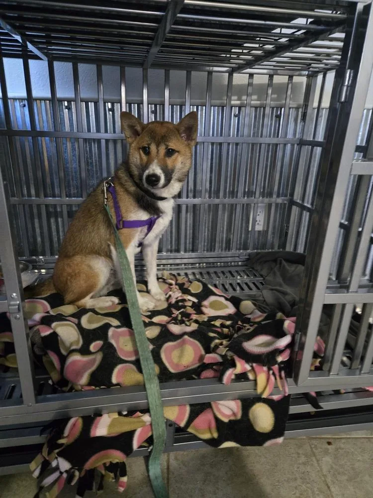 A young medium-sized male Red / Chestnut / Orange Shiba Inu dog named Clark Kent for adoption in Waunakee, WI