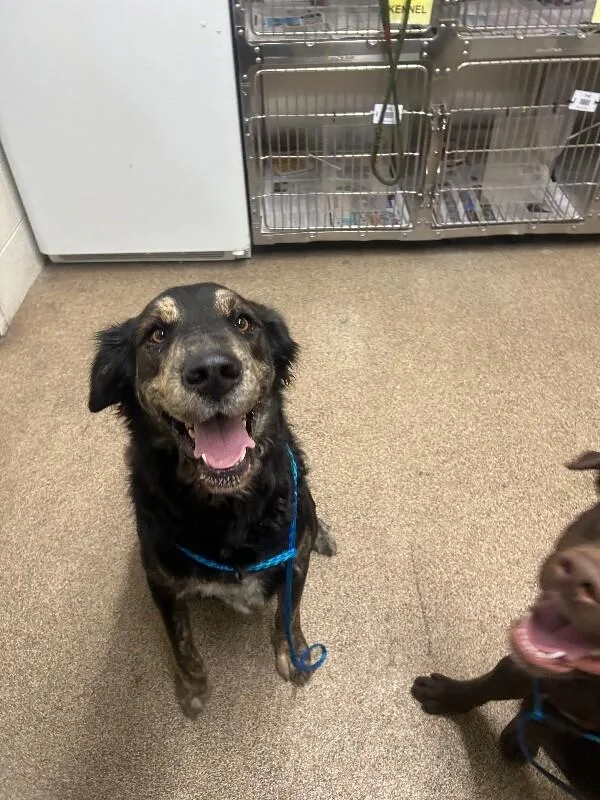 A young medium-sized male Beauceron dog named Lewis for adoption in Fruit Heights, UT
