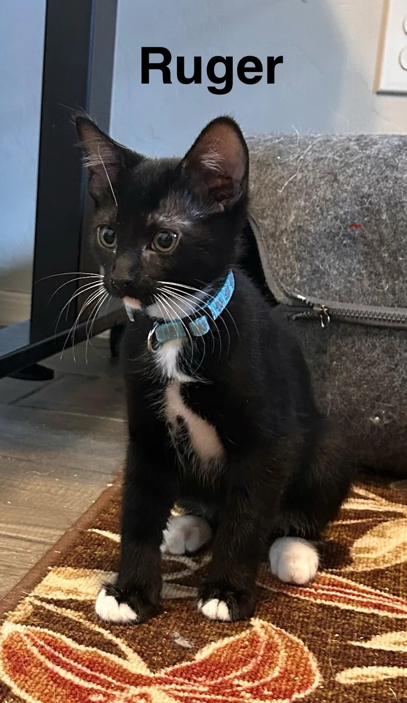A young small-sized male Black & White / Tuxedo Tuxedo cat named Ruger for adoption in Tucson, AZ
