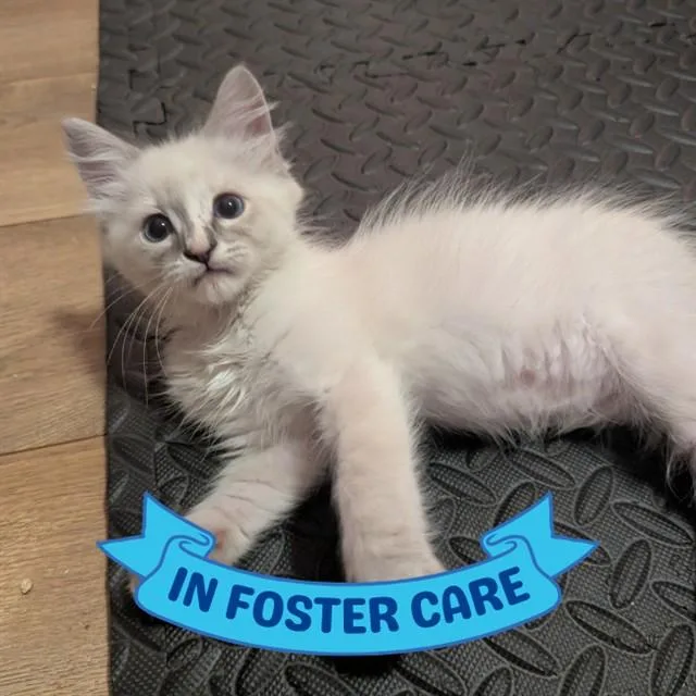 A baby small-sized female Domestic Medium Hair cat named Anne for adoption in Tallahassee, FL