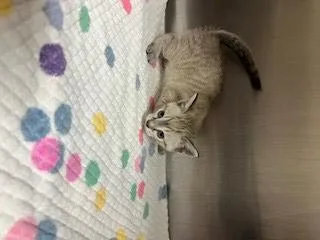 A baby small-sized male Domestic Short Hair cat named Kazoo for adoption in Norco, CA