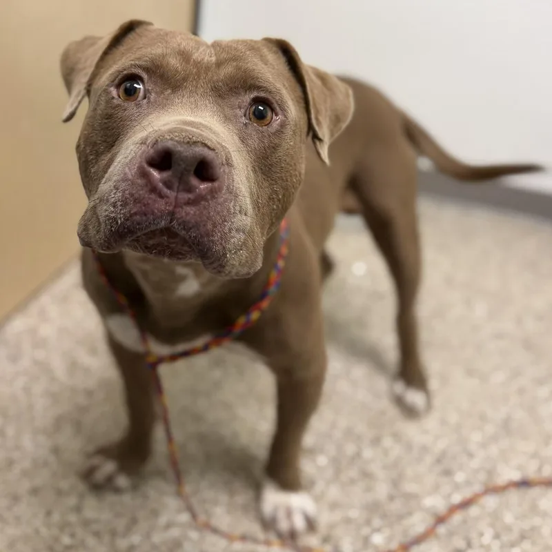 An adult large-sized male Brown / Chocolate Pit Bull Terrier dog named Dog for adoption in Bullhead City, AZ