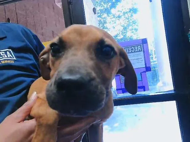 A baby small-sized female Pit Bull Terrier dog named Suzie for adoption in Tulsa, OK
