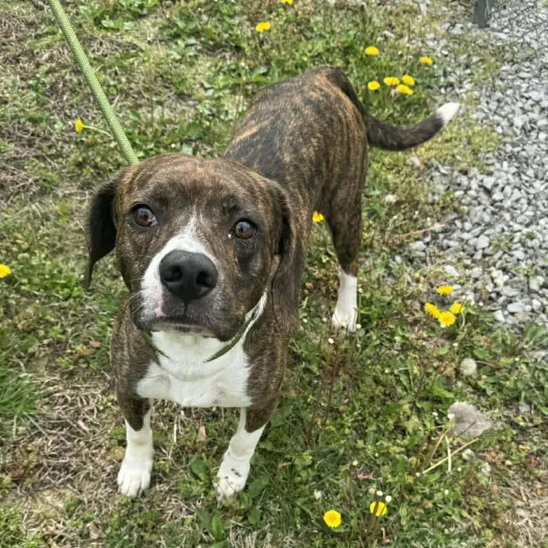 An adult medium-sized male Brown / Chocolate Mixed Breed dog named Luie for adoption in Edwardsville, IL